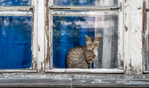 Katze am Fenster — Stockfoto