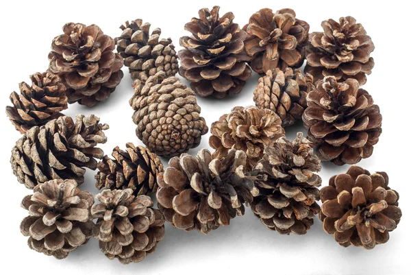 Pine Cones — Stock Photo, Image