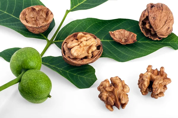 Орехи с листьями и ветками — стоковое фото