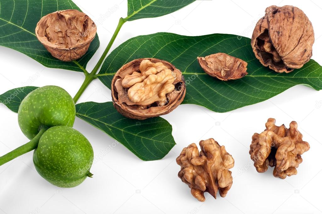 Walnuts with leaves and branch