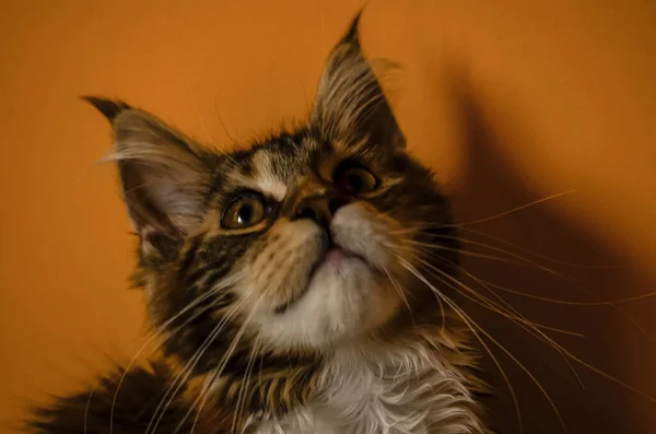 Main coon kitten orange background. Cute little cat looking up — Stock Photo, Image