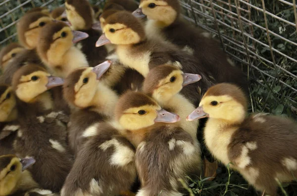 Piccole anatre in gabbia. Molti soffici anatroccoli si chiudono insieme — Foto Stock