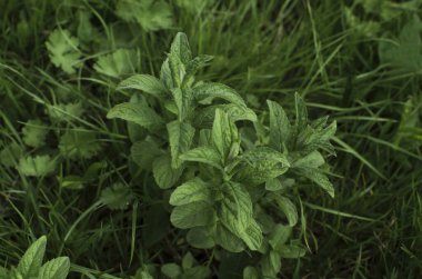 aromatik nane yaprakları ormanda Melissa yeşil nane, taze doğal botanik eko