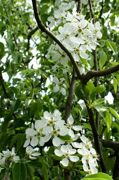Evropský hruškový květ Pyrus communis bílé květy ovocný strom. jaro — Stock fotografie