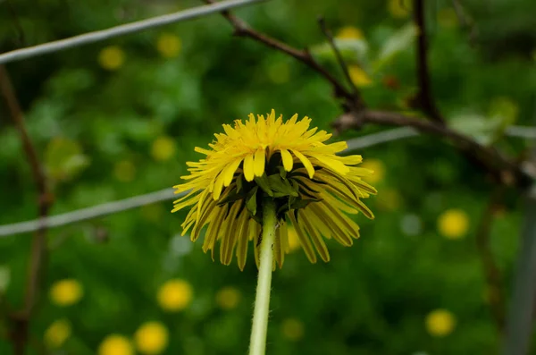 Yellow dandelion macro closeup, green background blowball — Stock Photo, Image