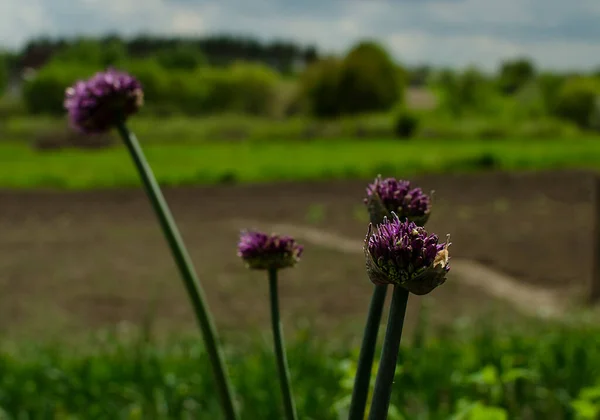 Organic violet garlic flower head herb onion bloom
