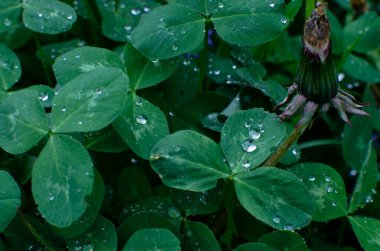Yapraklarında yağmur damlaları olan yoncaların arka planı. Geleneksel İrlanda sembolü. Aziz Patrick Günü..