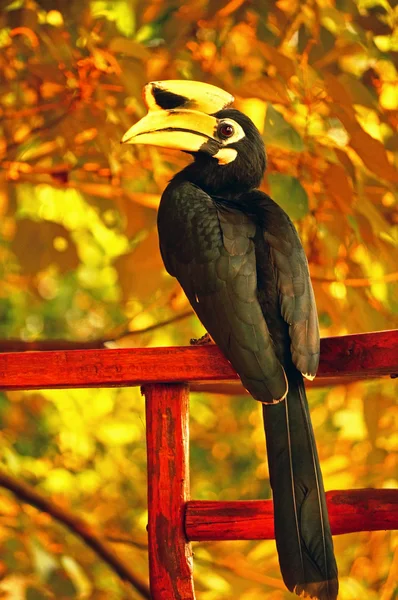 Hornbill negro en el medio ambiente natural — Foto de Stock