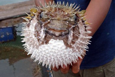 pez Fugu