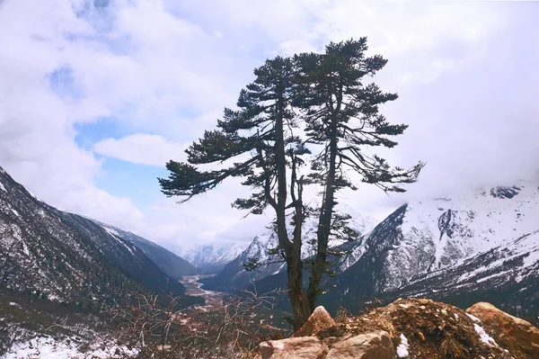 Einsamer Baum im Himalaya — Stockfoto