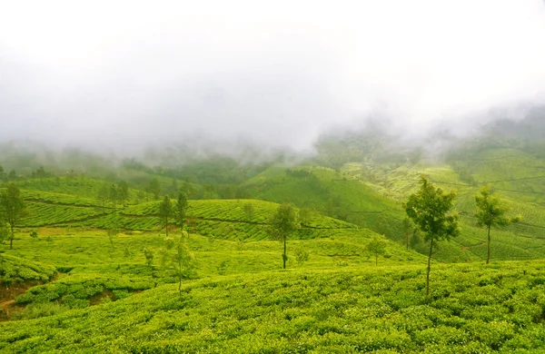 Peluş sis çay tepelerin eteklerinde — Stok fotoğraf