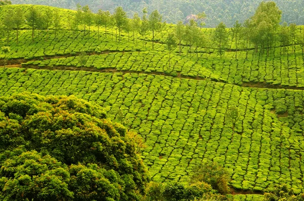 Plush Slopes of Tea Hills — Stock Photo, Image