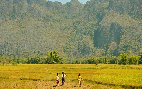 Filles marchant dans un champ de riz Paddy Image En Vente