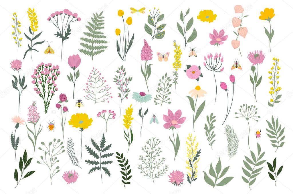 Collection of meadow flowers and leaves. Botanic spring collection. Editable vector illustration.