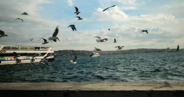 Gabbiani bianchi volano vicino al mare, sullo sfondo della nave — Video Stock