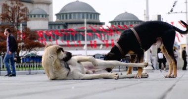 Dışarıda sokakta oynayan iki sevimli köpek. Hindi.Beşiktaş
