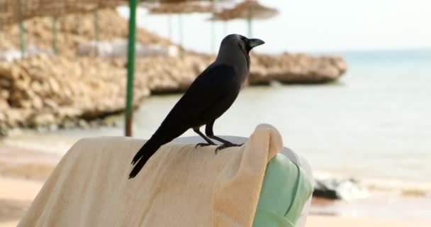 Egy varjú csorda a tenger mellett.madár ül a parton — Stock videók