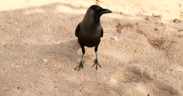 Um bando de corvos junto ao mar.bird sentado na praia — Vídeo de Stock