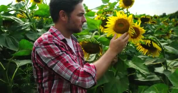 Férfi farmer vizsgálja napraforgó közepén egy gyönyörű napraforgó mező. — Stock videók