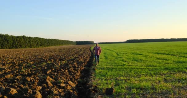 Fermier marchant dans les champs de maïs au coucher du soleil. Champ de courge biologique scene.organic agricole — Video