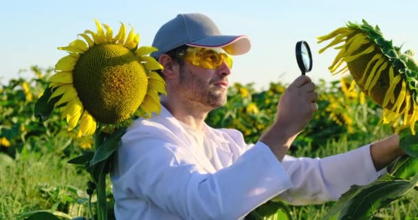 Asszisztens visel kesztyű és fehér köpeny dolgozik a területen nagyító üveg — Stock videók