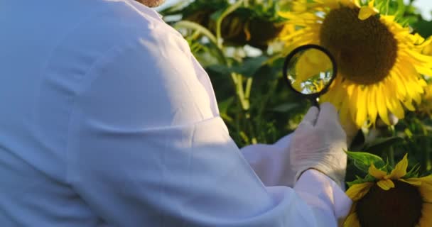 Assistente indossando guanti e cappotto bianco lavorando nel campo lente d'ingrandimento — Video Stock