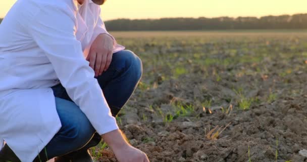 Farmer holding pepper plant in hands on field, homegrown organic vegetables — Stock Video