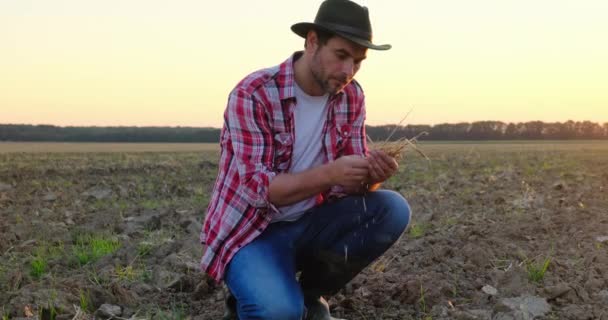 Agricultor sosteniendo trigo en las manos en el campo, verduras orgánicas de cosecha propia — Vídeo de stock