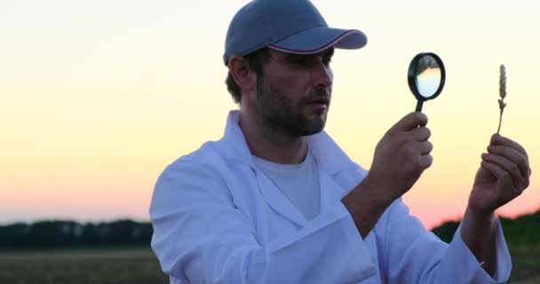 Assistant de laboratoire, regarde un épi de blé à travers une loupe — Video