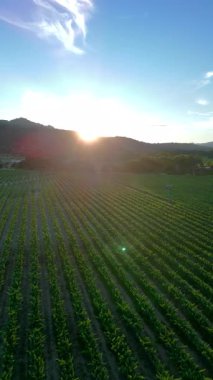 Drone, akşam güneşi altında parlayan üzüm bağlarının sıralarını yakalıyor. Yeşil alanlar şarap yapma kültürünü ön plana çıkarıyor. Manzara, Napa, Bordeaux, Toskana gibi hasat, gelenek ve küresel şarap bölgelerini yansıtır.