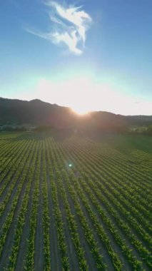Üzüm bağları akşam güneşiyle aydınlanan üzümlerle kaplı. Yeşil alanlar şarap yapma geleneğini temsil ediyor. Hasat, şarap üretimi, tarım ve kırsal yaşam tarzı kavramı