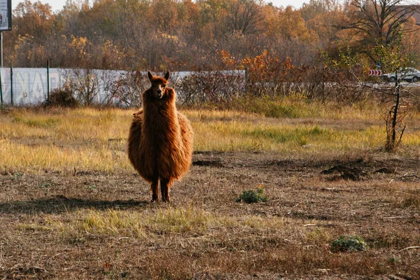 Llamas Alpagas Marchent Dans Les Champs — Photo