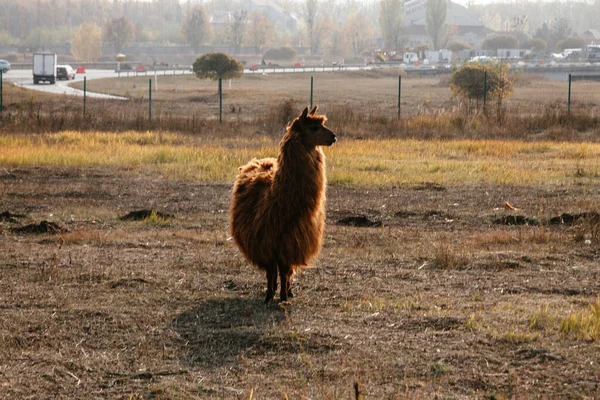 Llamas Alpagas Marchent Dans Les Champs — Photo