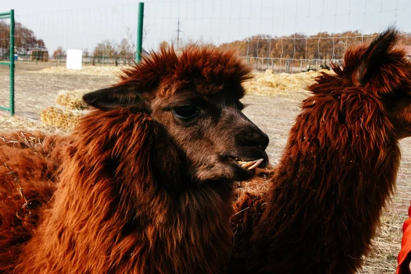 Llamas Alpacas Walking Field — Stock Photo, Image