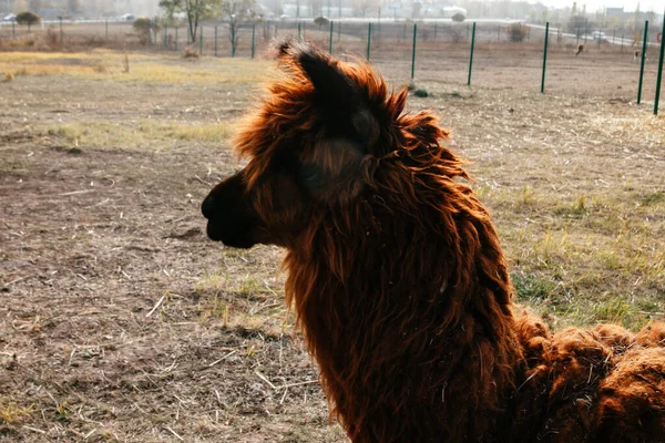 Lama ve alpaka tarlada yürüyor.