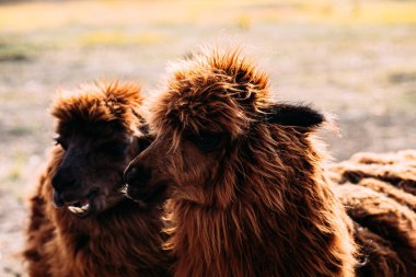 Lama ve alpaka tarlada yürüyor.