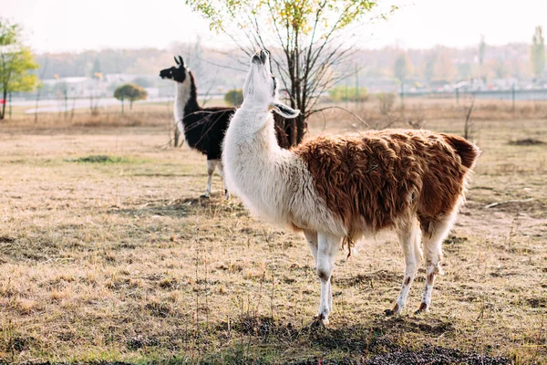 Llamas Alpacas Walking Field — Stock Photo, Image