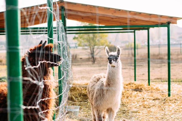 Llamas Alpacas Walking Field — Stock Photo, Image