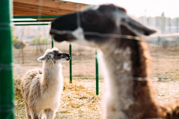 Llamas Alpacas Walking Field — Stock Photo, Image