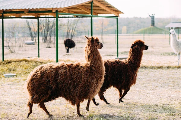 Llamas Alpacas Walking Field — Stock Photo, Image