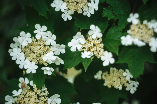 Flor. — Foto de Stock