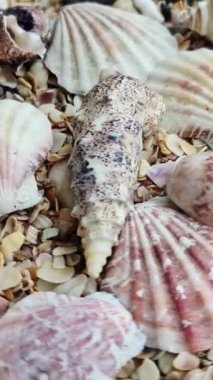 Çeşitli deniz kabuklarının ve plajda ezilmiş deniz kabuklarının en iyi görüntüsü..