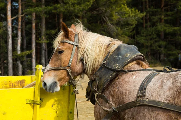 Harnessed dray or draft horse waiting to a cart — Stock Photo, Image