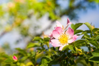 Güzel köpek-gül çiçek ağaç üzerinde