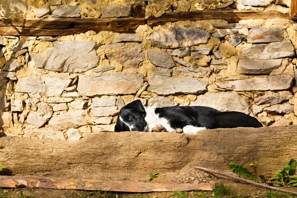 Koira makaa aurinkoterassilla nukkumassa. — kuvapankkivalokuva