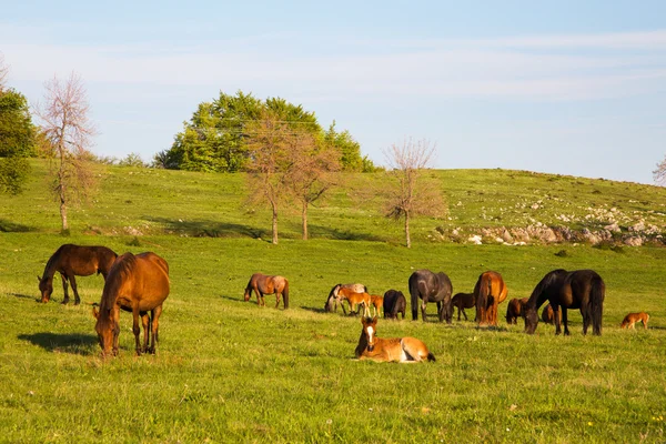 Scenic view of horses out to pasture on sunny day — Stock Photo, Image