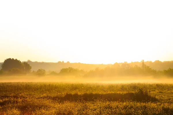 Golden morning sunrise over a misty field — Stock Photo, Image