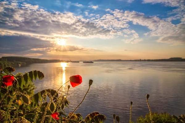 Poppies on Danube — Stock Photo, Image