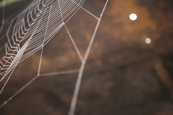 Güzel renkli örümcek ağı