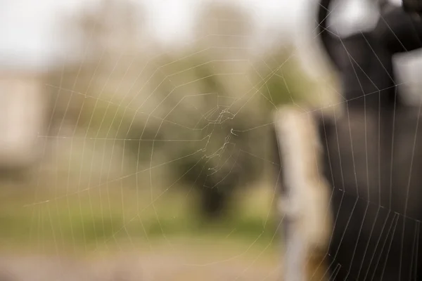 Spider web or cobweb — Stock Photo, Image